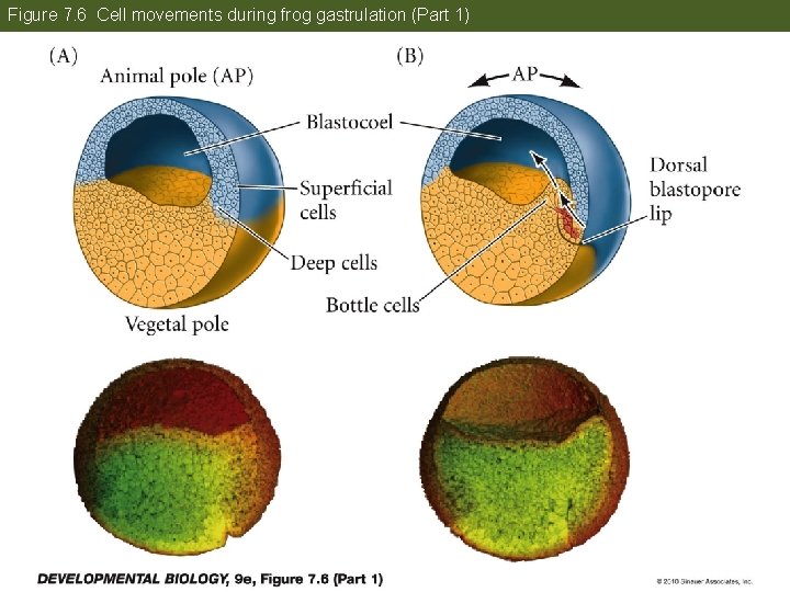 Figure 7. 6 Cell movements during frog gastrulation (Part 1) 