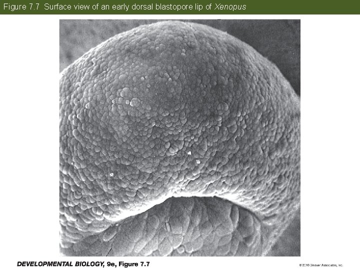 Figure 7. 7 Surface view of an early dorsal blastopore lip of Xenopus 