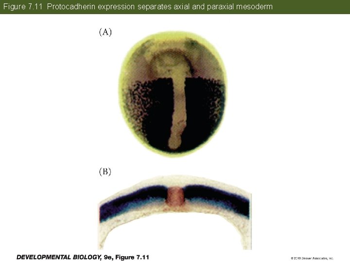 Figure 7. 11 Protocadherin expression separates axial and paraxial mesoderm 