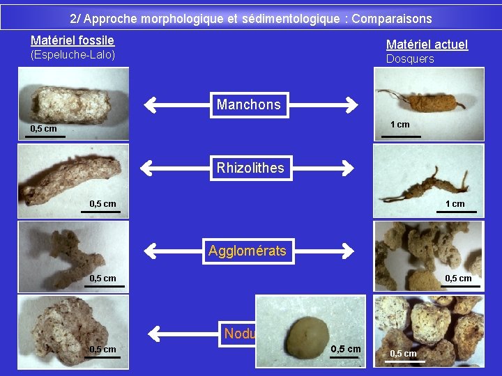 2/ Approche morphologique et sédimentologique : Comparaisons Matériel fossile Matériel actuel (Espeluche-Lalo) Dosquers Manchons