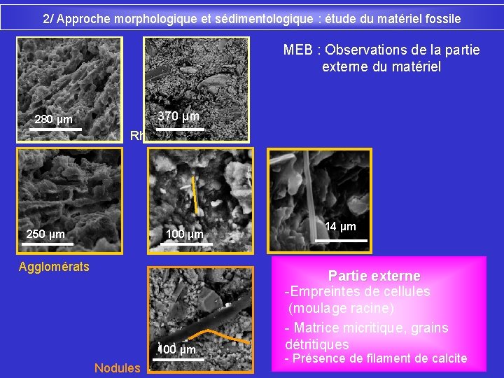 2/ Approche morphologique et sédimentologique : étude du matériel fossile MEB : Observations de