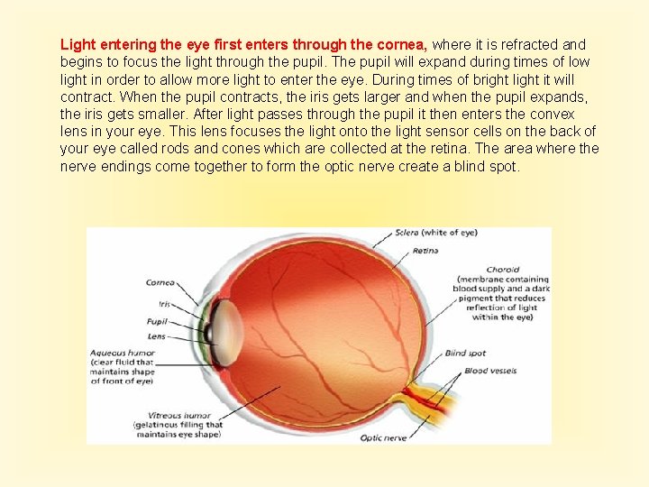 Light entering the eye first enters through the cornea, where it is refracted and