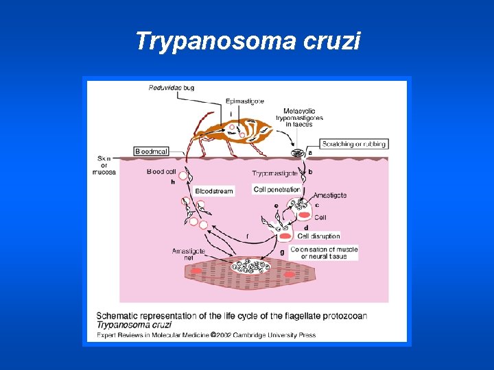 Trypanosoma cruzi 