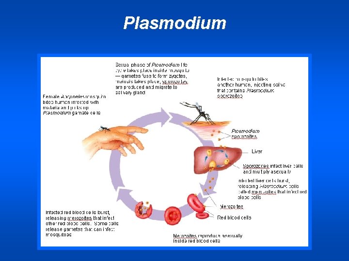 Plasmodium 