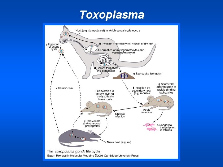 Toxoplasma 