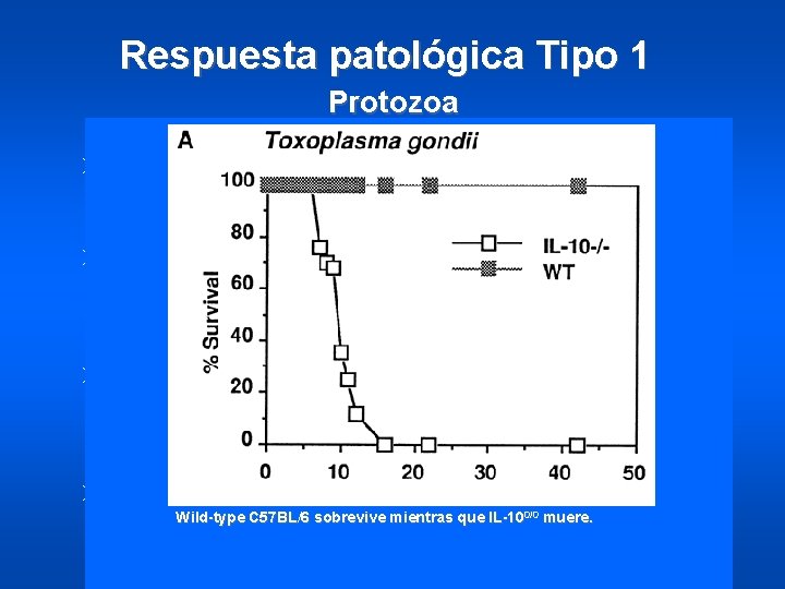 Respuesta patológica Tipo 1 Protozoa Toxoplasma Ø IL-40/0 mice that survive the acute intestinal