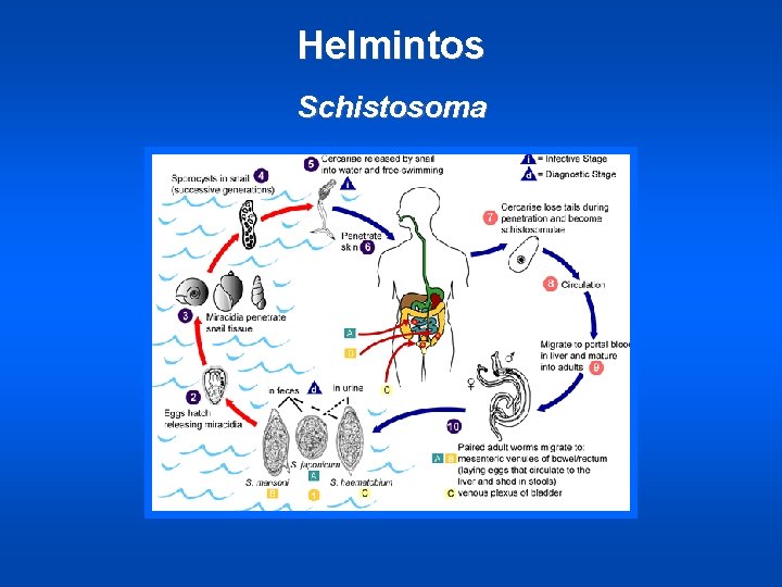 Helmintos Schistosoma 