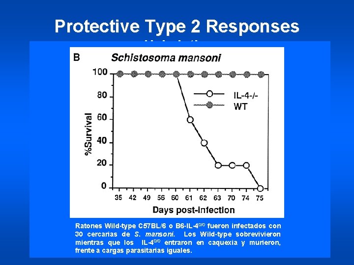 Protective Type 2 Responses Helminths Schistosoma Ø Studies point to an important role for
