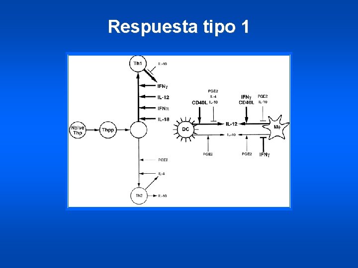 Respuesta tipo 1 