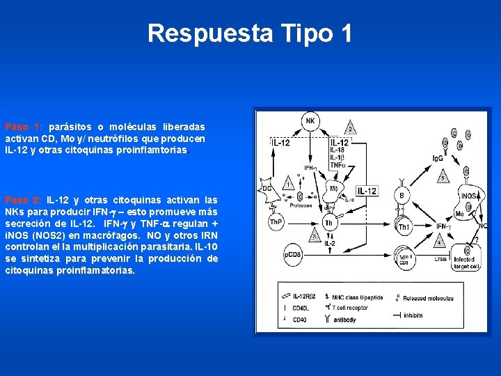 Respuesta Tipo 1 Paso 1: parásitos o moléculas liberadas activan CD, Mo y/ neutrófilos