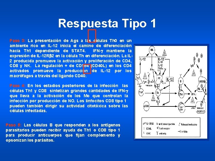 Respuesta Tipo 1 Paso 3: La presentación de Ags a las células Th 0