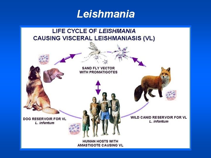 Leishmania 