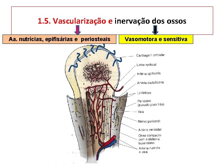 1. 5. Vascularização e inervação dos ossos Aa. nutrícias, epifisárias e periosteais Vasomotora e