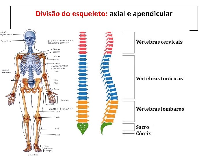 Divisão do esqueleto: axial e apendicular 