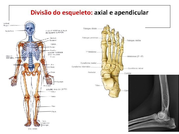 Divisão do esqueleto: axial e apendicular 