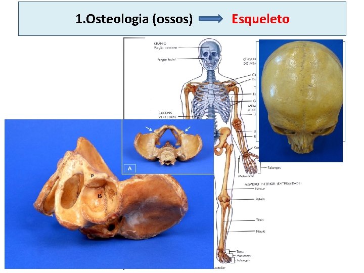 1. Osteologia (ossos) Esqueleto 