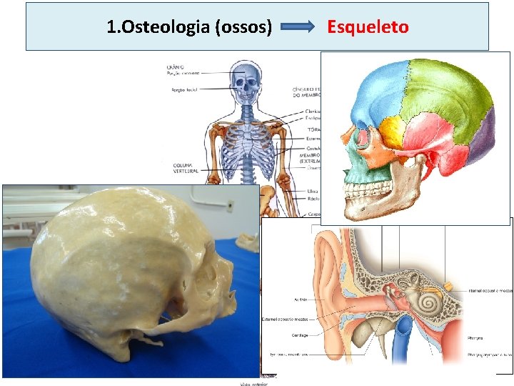 1. Osteologia (ossos) Esqueleto 