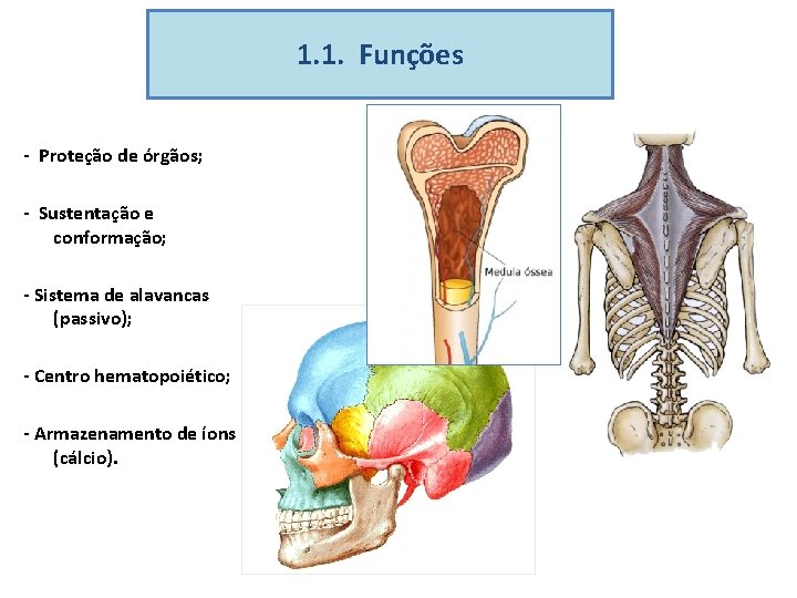 1. 1. Funções - Proteção de órgãos; - Sustentação e conformação; - Sistema de