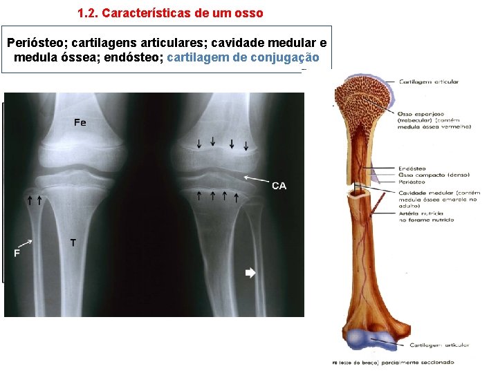 1. 2. Características de um osso Periósteo; cartilagens articulares; cavidade medular e medula óssea;