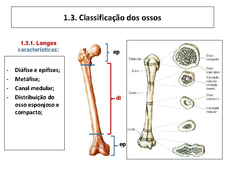 1. 3. Classificação dos ossos 1. 3. 1. Longos características: - Diáfise e epífises;