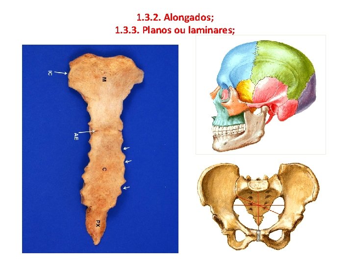 1. 3. 2. Alongados; 1. 3. 3. Planos ou laminares; 