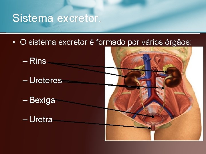 Sistema excretor. • O sistema excretor é formado por vários órgãos: – Rins –