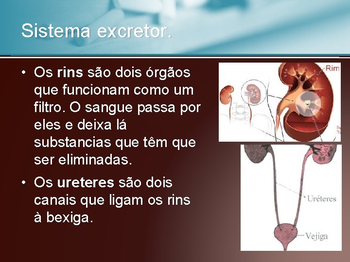 Sistema excretor. • Os rins são dois órgãos que funcionam como um filtro. O