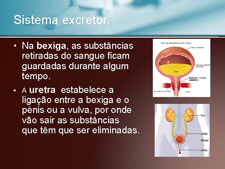 Sistema excretor. • Na bexiga, as substâncias retiradas do sangue ficam guardadas durante algum