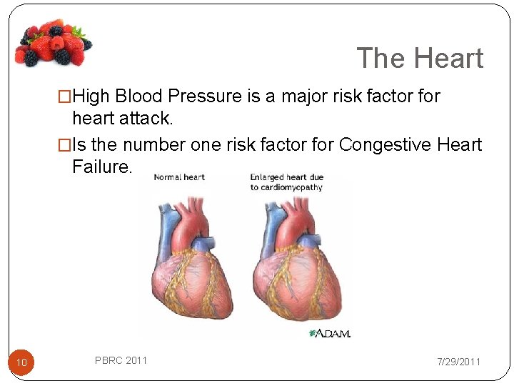 The Heart �High Blood Pressure is a major risk factor for heart attack. �Is