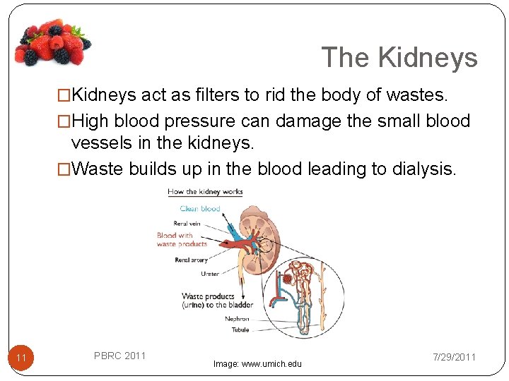 The Kidneys �Kidneys act as filters to rid the body of wastes. �High blood