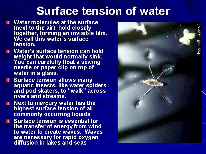 Surface tension of water Water molecules at the surface (next to the air) hold