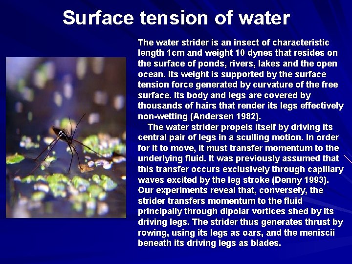 Surface tension of water The water strider is an insect of characteristic length 1