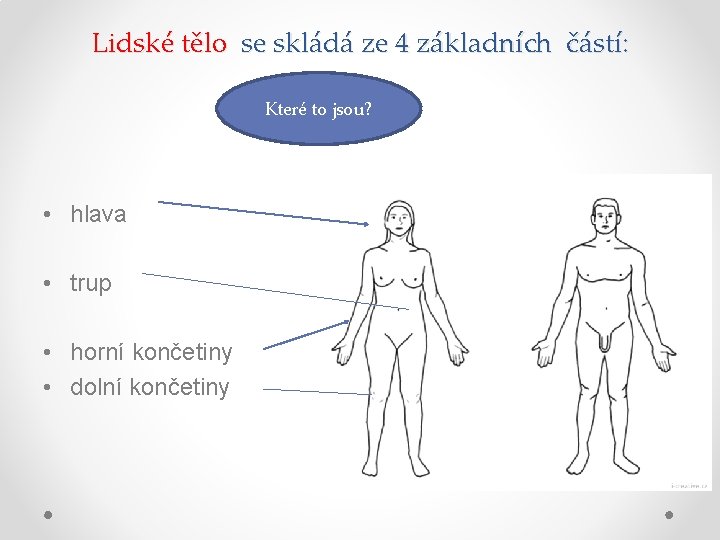 Lidské tělo se skládá ze 4 základních částí: Které to jsou? • hlava •