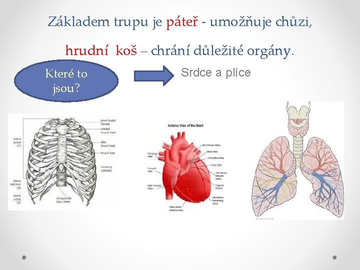 Základem trupu je páteř - umožňuje chůzi, hrudní koš – chrání důležité orgány. Srdce