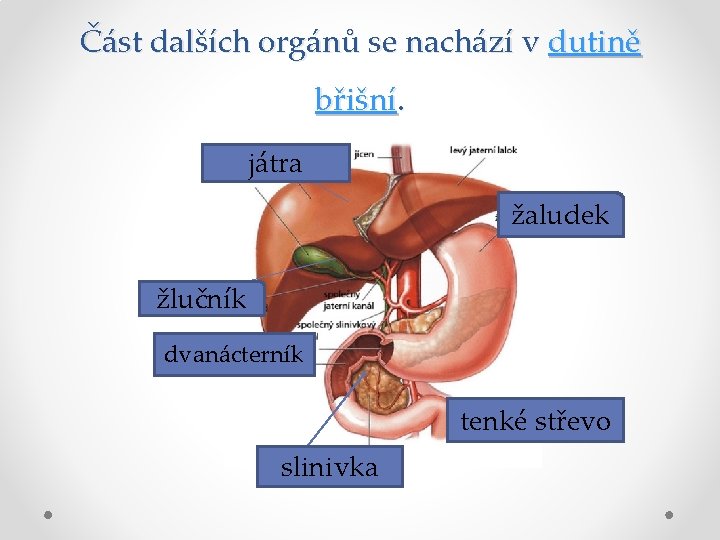 Část dalších orgánů se nachází v dutině břišní. játra žaludek žlučník dvanácterník tenké střevo