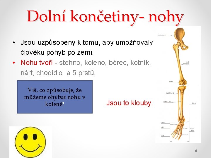 Dolní končetiny- nohy • Jsou uzpůsobeny k tomu, aby umožňovaly člověku pohyb po zemi.