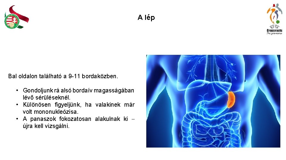 A lép Bal oldalon található a 9 -11 bordaközben. • Gondoljunk rá alsó bordaív