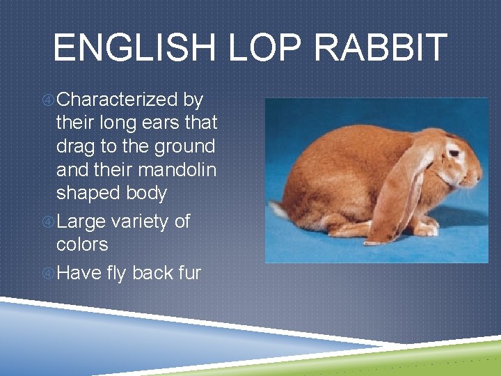 EXOTIC BREEDS ANGORA RABBIT Variety of domestic rabbit