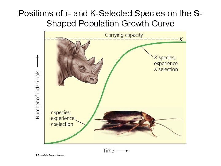 Positions of r- and K-Selected Species on the SShaped Population Growth Curve 