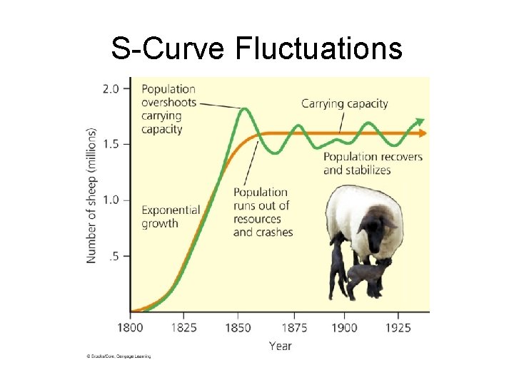 S-Curve Fluctuations 