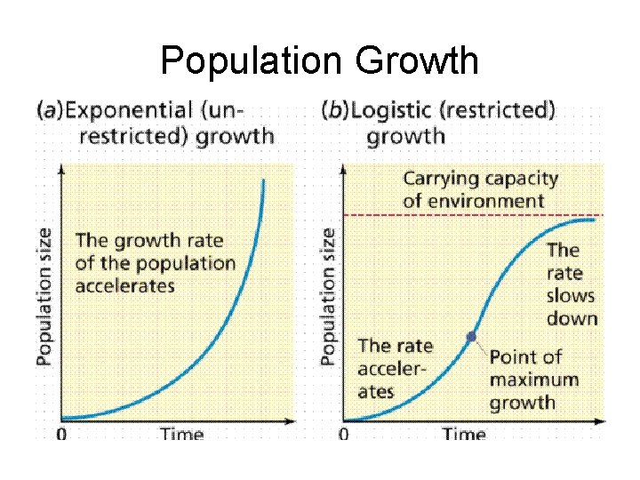 Population Growth 