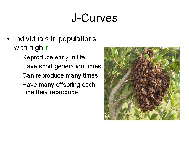 J-Curves • Individuals in populations with high r – – Reproduce early in life