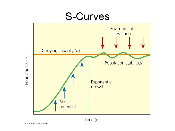 S-Curves 