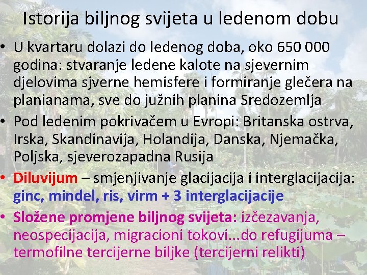 Istorija biljnog svijeta u ledenom dobu • U kvartaru dolazi do ledenog doba, oko