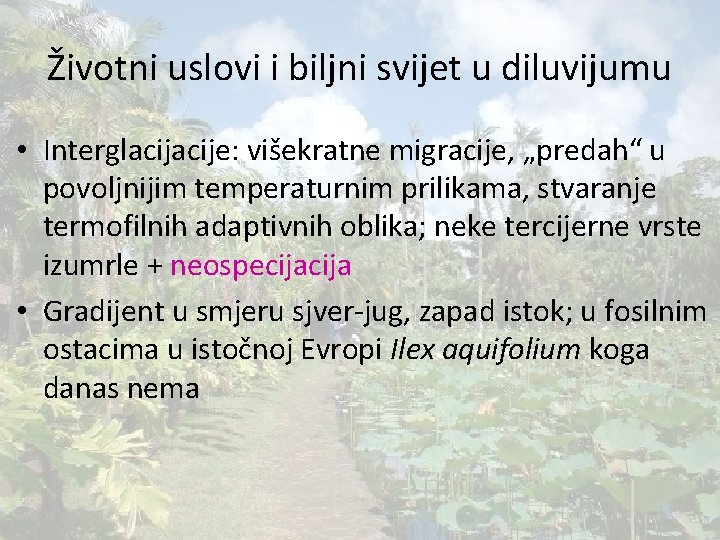 Životni uslovi i biljni svijet u diluvijumu • Interglacije: višekratne migracije, „predah“ u povoljnijim