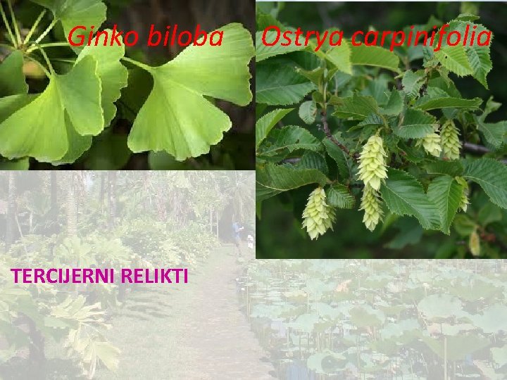 Ginko biloba TERCIJERNI RELIKTI Ostrya carpinifolia 