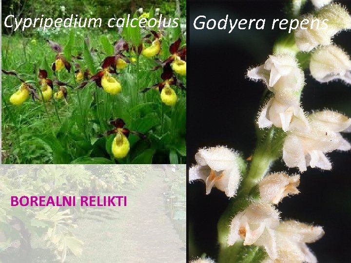 Cypripedium calceolus Godyera repens BOREALNI RELIKTI 