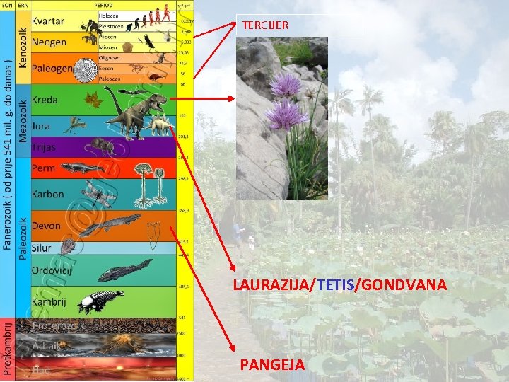 TERCIJER LAURAZIJA/TETIS/GONDVANA PANGEJA 