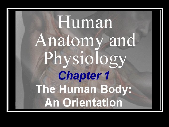 Human Anatomy and Physiology Chapter 1 The Human Body: An Orientation 