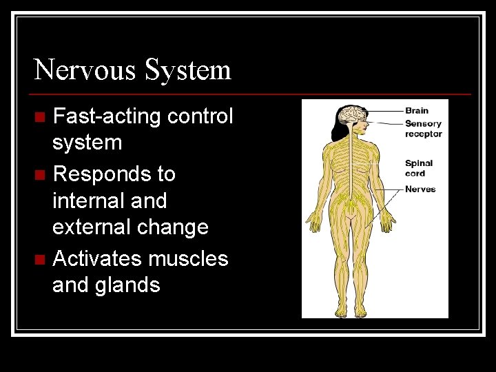 Nervous System Fast-acting control system n Responds to internal and external change n Activates